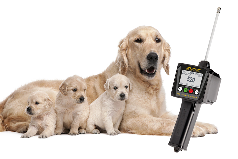 dogs' ovulation detection heat oestrous bitch mating time best method silent oestrous progesterone test when